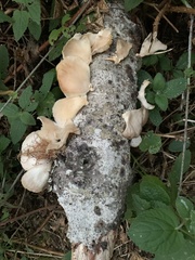 Pleurotus ostreatus