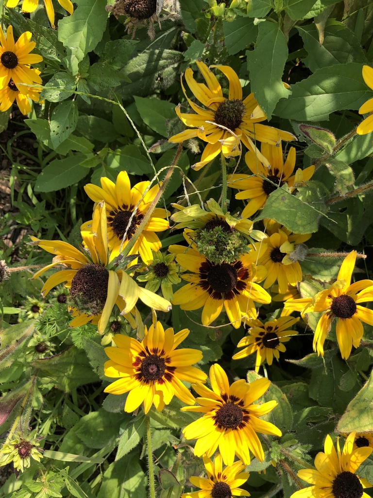 Black-eyed Susan meadow planting