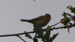 Phylloscopus collybita