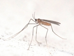 Monarthropalpus flavus