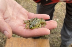 Lithobates septentrionalis