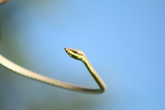Oxybelis microphthalmus