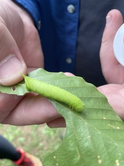 Paonias excaecata