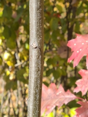 Quercus rubra
