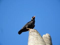 Gracula religiosa