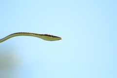 Oxybelis microphthalmus
