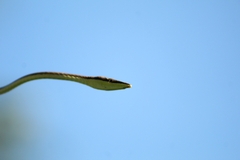 Oxybelis microphthalmus