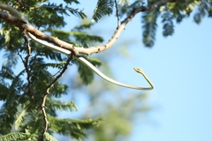 Oxybelis microphthalmus