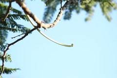 Oxybelis microphthalmus