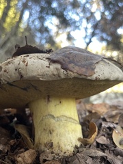 Caloboletus marshii