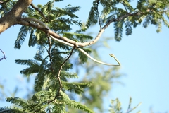 Oxybelis microphthalmus