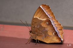 Thaumantis noureddin