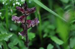 Orobanche reticulata