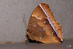 Thaumantis noureddin