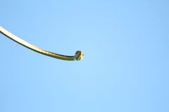 Oxybelis microphthalmus
