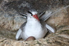 Phaethon aethereus aethereus