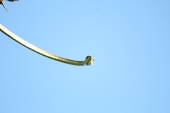 Oxybelis microphthalmus