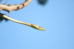 Oxybelis microphthalmus