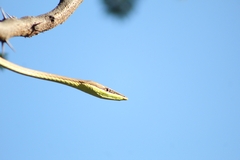 Oxybelis microphthalmus