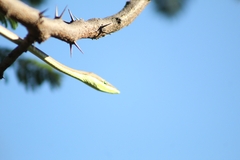 Oxybelis microphthalmus