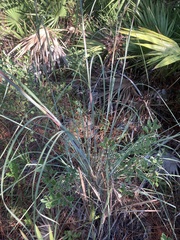 Andropogon cretaceus