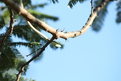 Oxybelis microphthalmus