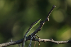 Oxybelis microphthalmus