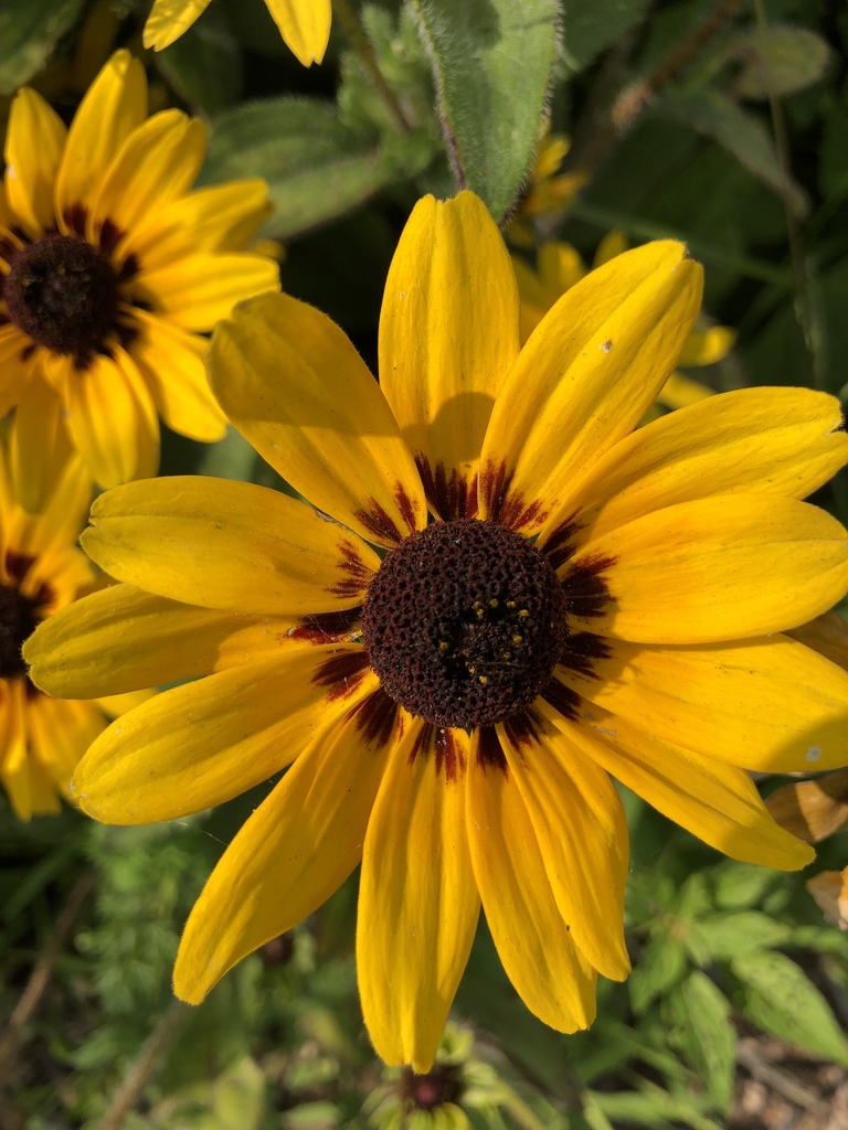 Sunflowers and Allies