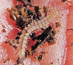 Polydesmus angustus