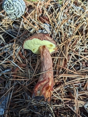 Aureoboletus projectellus