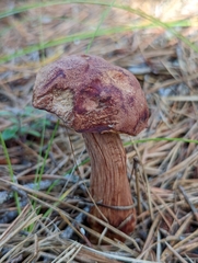 Aureoboletus projectellus