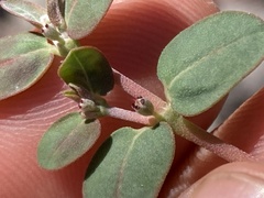 Euphorbia pediculifera