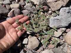Euphorbia pediculifera
