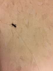Camponotus pennsylvanicus