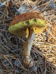 Aureoboletus projectellus