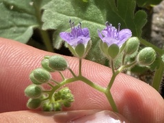 Phacelia scariosa