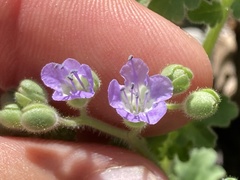 Phacelia scariosa