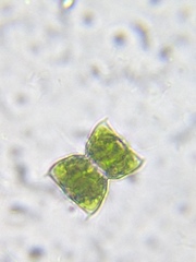 Staurodesmus dejectus