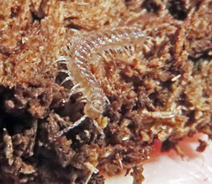 Polydesmus angustus