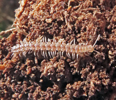 Polydesmus angustus