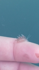 Cuthona divae