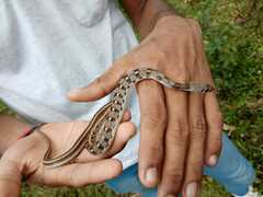 Amphiesma stolatum