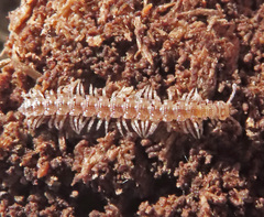 Polydesmus angustus