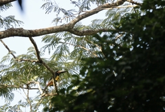 Pteroglossus torquatus