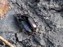 Nebria brevicollis