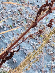 Rumex stenophyllus