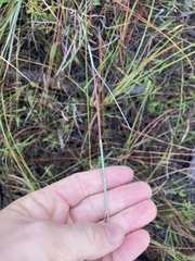 Andropogon capillipes