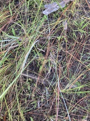 Andropogon capillipes