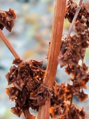 Rumex stenophyllus
