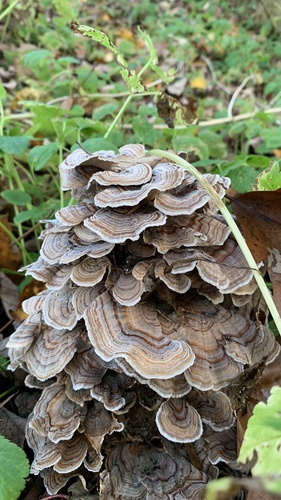 Trametes versicolor image